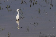 Дикая Испания в Эль Росио (El Rocío, Spain)