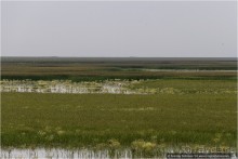 Дикая Испания в Эль Росио (El Rocío, Spain)