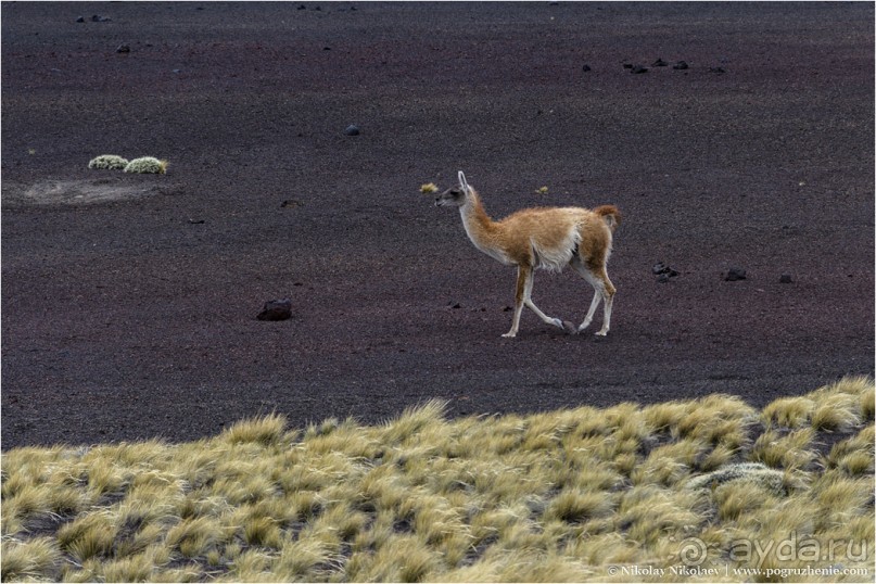 Паюния: планета вулканов (Payunia, Mendoza province, Argentina) Паюния: планета вулканов (Payunia, Mendoza province, Argentina)