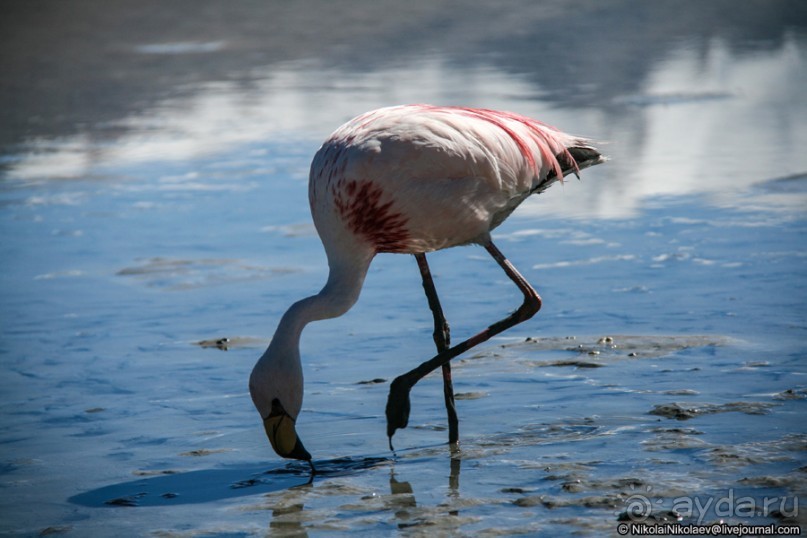 Покорение Америки: Часть 13. День 11: В гостях у сюрреализма (Potosí Region, Bolivia)