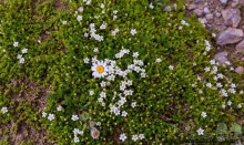 Эльбрус, часть 1: Чегет (Cheget, Russia)