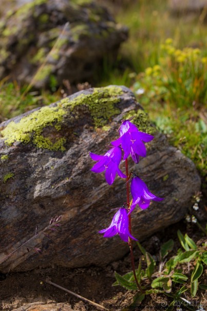 Эльбрус, часть 1: Чегет (Cheget, Russia)