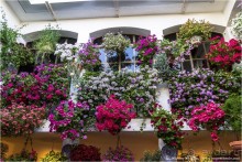 Кордовское патио или как оформить подъезд (Cordoba, Spain)