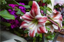 Кордовское патио или как оформить подъезд (Cordoba, Spain)