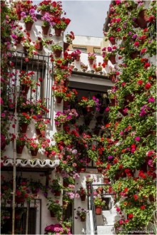 Кордовское патио или как оформить подъезд (Cordoba, Spain)