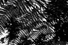 Покорение Америки. Часть 17. Дни 16-19: Ману или в поисках диких животных (Manu National Park, Peru)