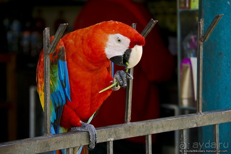 Покорение Америки. Часть 17. Дни 16-19: Ману или в поисках диких животных (Manu National Park, Peru)