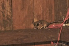 Покорение Америки. Часть 17. Дни 16-19: Ману или в поисках диких животных (Manu National Park, Peru)