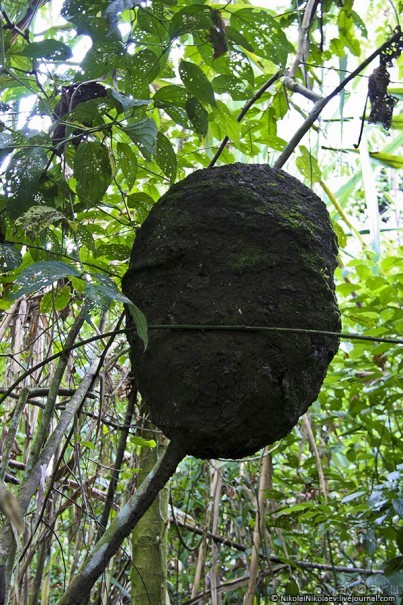 Покорение Америки. Часть 17. Дни 16-19: Ману или в поисках диких животных (Manu National Park, Peru)