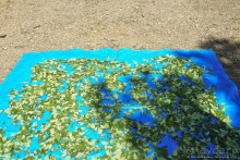 Покорение Америки. Часть 17. Дни 16-19: Ману или в поисках диких животных (Manu National Park, Peru)