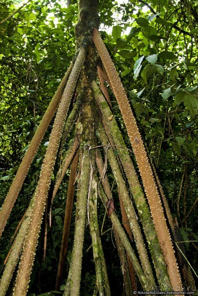 Покорение Америки. Часть 17. Дни 16-19: Ману или в поисках диких животных (Manu National Park, Peru)