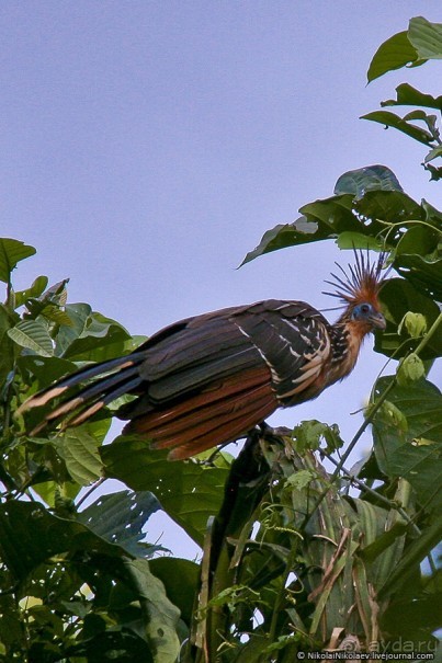Покорение Америки. Часть 17. Дни 16-19: Ману или в поисках диких животных (Manu National Park, Peru)