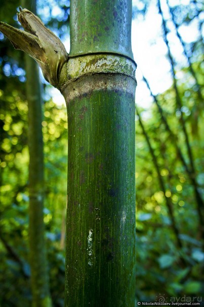 Покорение Америки. Часть 17. Дни 16-19: Ману или в поисках диких животных (Manu National Park, Peru)