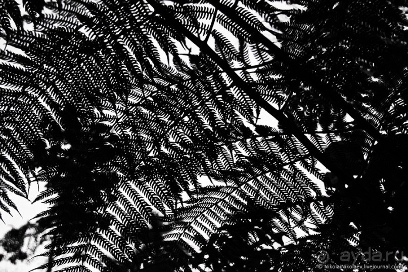 Покорение Америки. Часть 17. Дни 16-19: Ману или в поисках диких животных (Manu National Park, Peru)