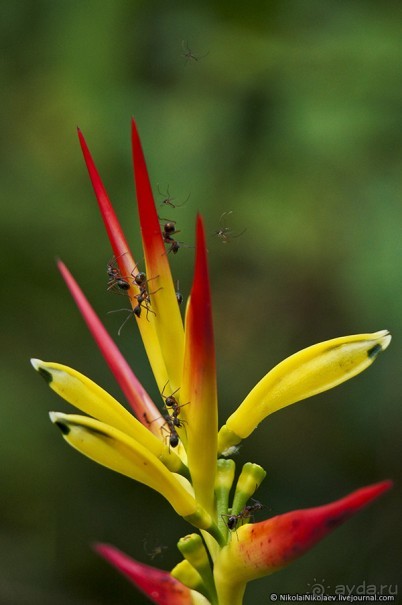 Покорение Америки. Часть 17. Дни 16-19: Ману или в поисках диких животных (Manu National Park, Peru)