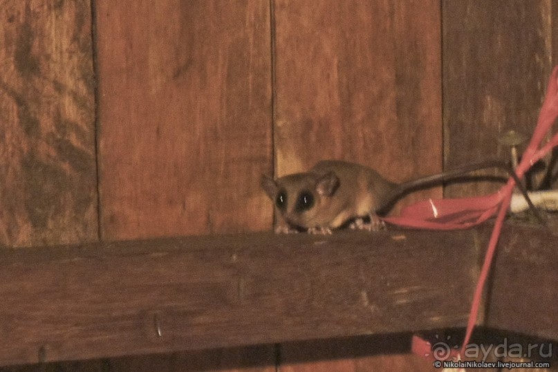 Покорение Америки. Часть 17. Дни 16-19: Ману или в поисках диких животных (Manu National Park, Peru)