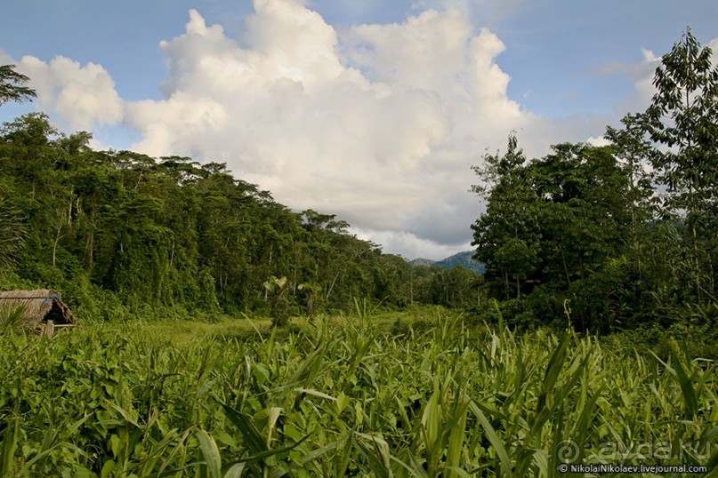 Покорение Америки. Часть 17. Дни 16-19: Ману или в поисках диких животных (Manu National Park, Peru)