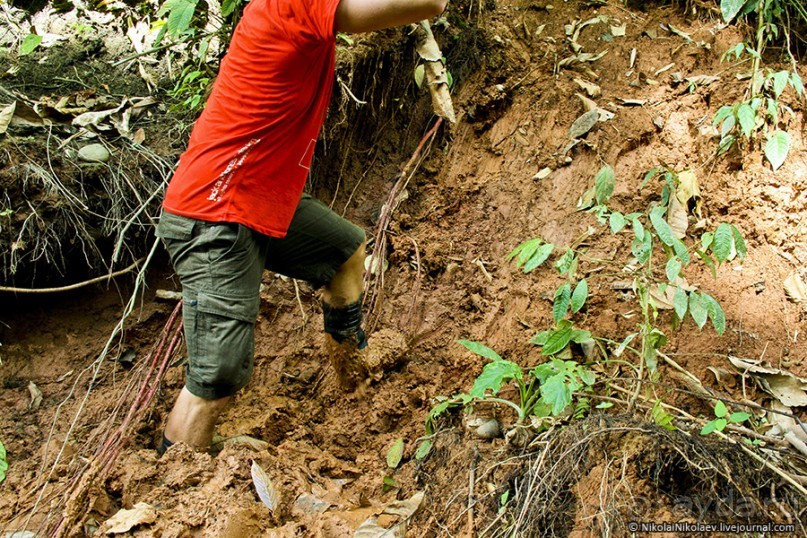 Покорение Америки. Часть 17. Дни 16-19: Ману или в поисках диких животных (Manu National Park, Peru)