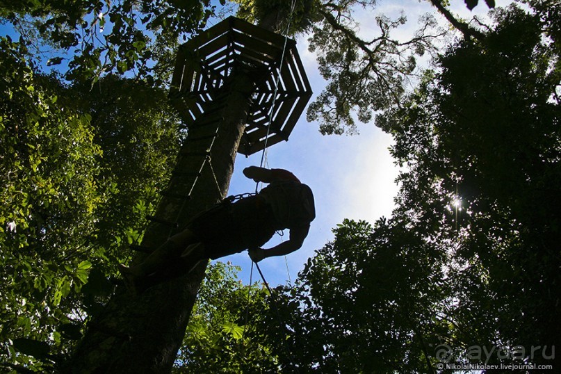Покорение Америки. Часть 17. Дни 16-19: Ману или в поисках диких животных (Manu National Park, Peru)