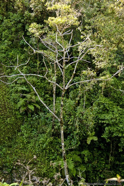 Покорение Америки. Часть 17. Дни 16-19: Ману или в поисках диких животных (Manu National Park, Peru)