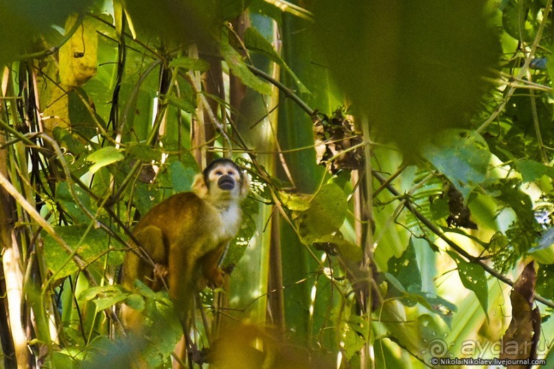 Покорение Америки. Часть 17. Дни 16-19: Ману или в поисках диких животных (Manu National Park, Peru)