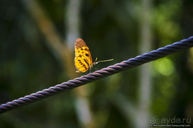 Покорение Америки. Часть 17. Дни 16-19: Ману или в поисках диких животных (Manu National Park, Peru)