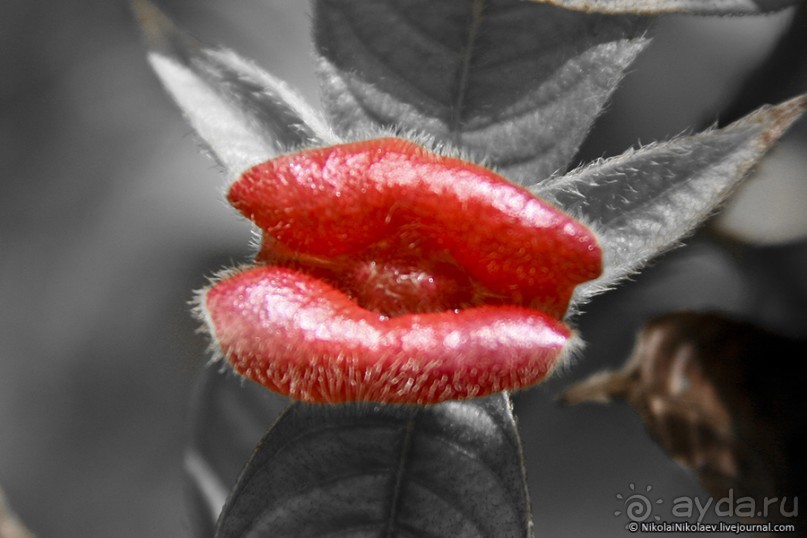 Покорение Америки. Часть 17. Дни 16-19: Ману или в поисках диких животных (Manu National Park, Peru)