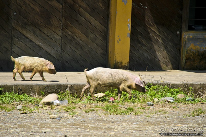 Покорение Америки. Часть 17. Дни 16-19: Ману или в поисках диких животных (Manu National Park, Peru)