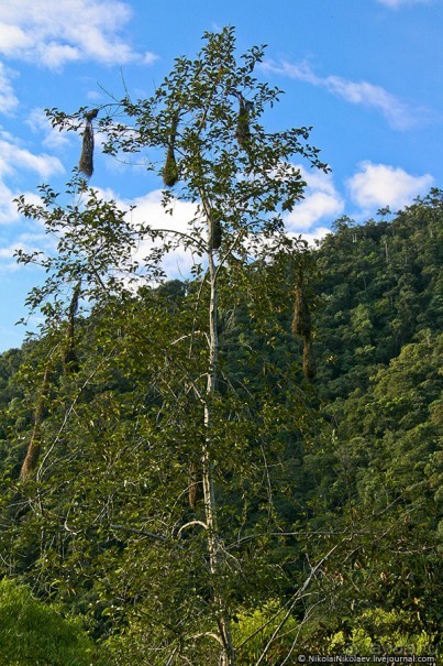 Покорение Америки. Часть 17. Дни 16-19: Ману или в поисках диких животных (Manu National Park, Peru)