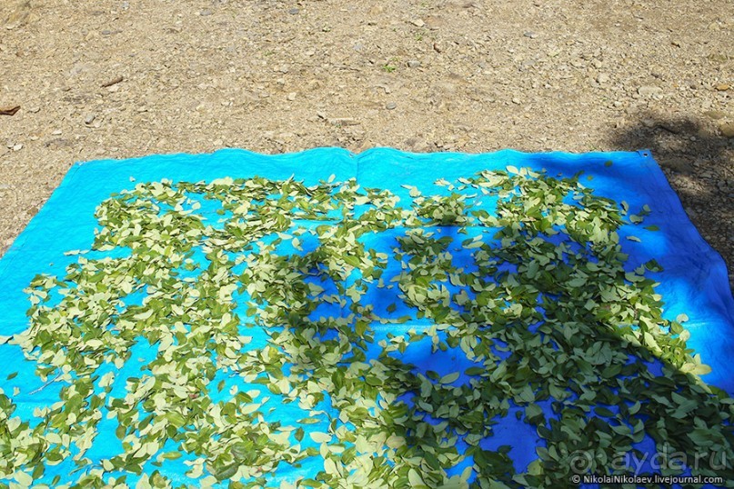 Покорение Америки. Часть 17. Дни 16-19: Ману или в поисках диких животных (Manu National Park, Peru)