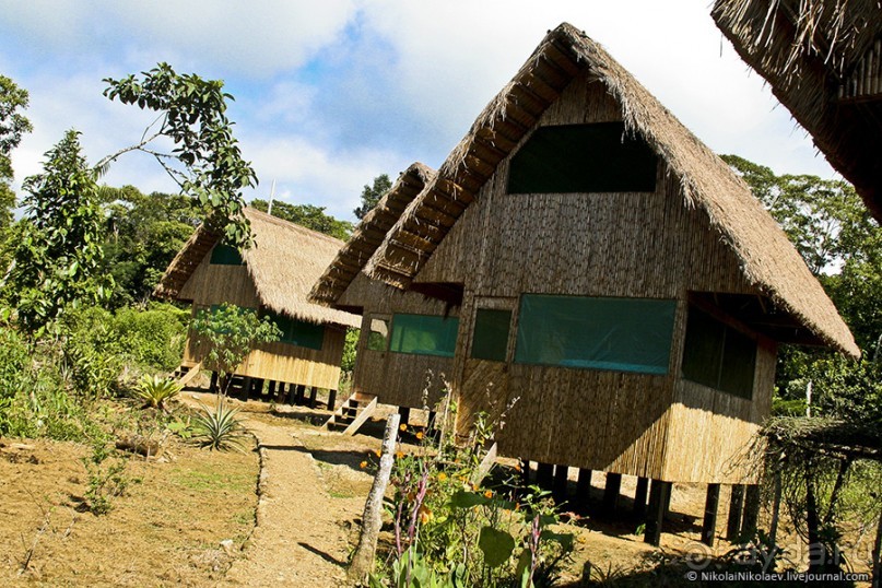 Покорение Америки. Часть 17. Дни 16-19: Ману или в поисках диких животных (Manu National Park, Peru)