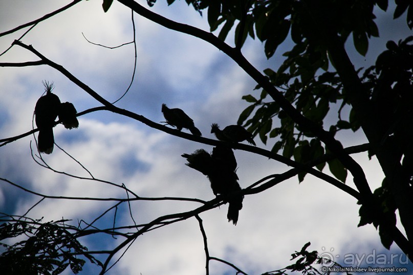 Покорение Америки. Часть 17. Дни 16-19: Ману или в поисках диких животных (Manu National Park, Peru)