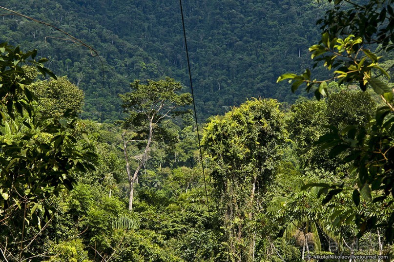 Покорение Америки. Часть 17. Дни 16-19: Ману или в поисках диких животных (Manu National Park, Peru)