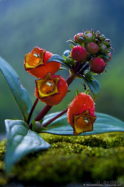 Покорение Америки. Часть 17. Дни 16-19: Ману или в поисках диких животных (Manu National Park, Peru)