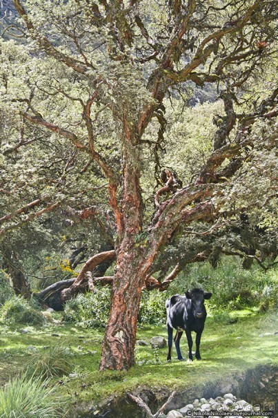 Покорение Америки. Часть 18. День 21: Умереть от красоты (Yungay, Peru)