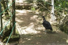 Водопады Игуасу: самое мокрое чудо света (Puerto Iguazu, Argentina)