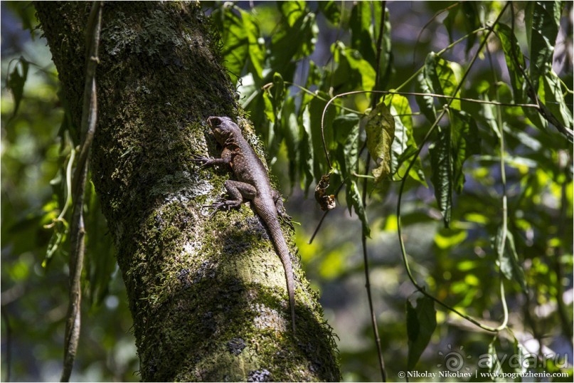 Водопады Игуасу: самое мокрое чудо света (Puerto Iguazu, Argentina)