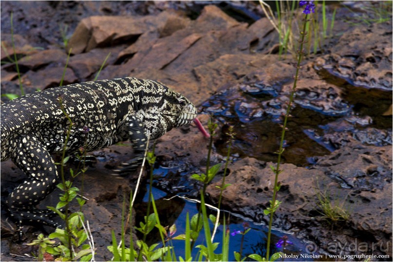 Водопады Игуасу: самое мокрое чудо света (Puerto Iguazu, Argentina)