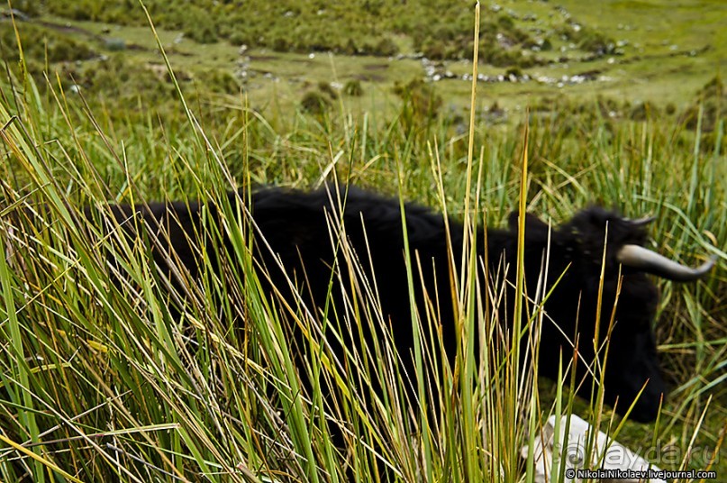 Покорение Америки. Часть 19. День 22: Прогулка по Уарасу (Quillcayhuanca, Huaraz, Peru)