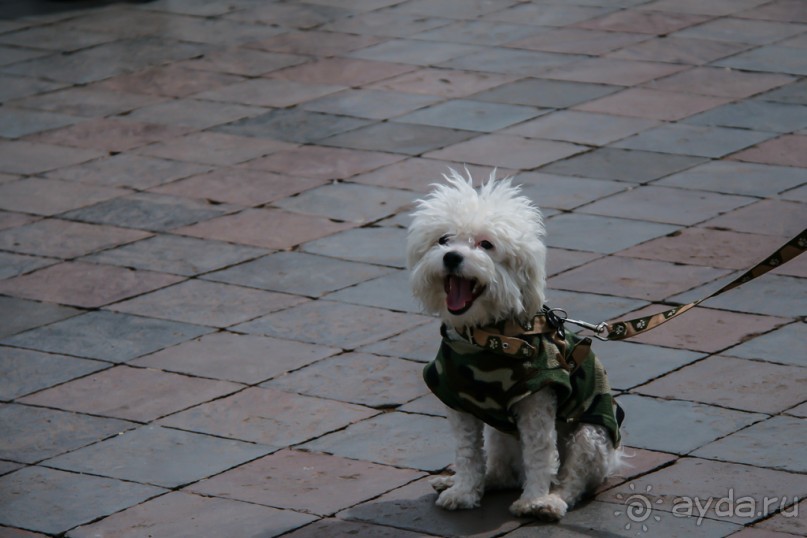 Покорение Америки. Часть 4. День 3: Танцы, кока, высота… (Cuzco, Peru)