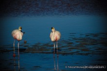 Покорение Америки ч-12. День 10: Марсианская сага 2 (Near Eduardo Avaroa National Reserve, Bolivia)