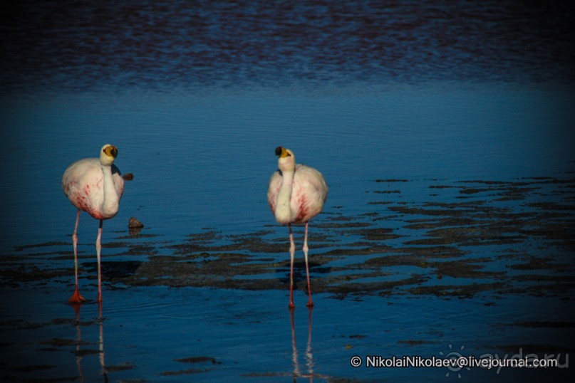 Покорение Америки ч-12. День 10: Марсианская сага 2 (Near Eduardo Avaroa National Reserve, Bolivia)