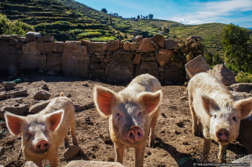 Покорение Америки. Часть 15. День 13: Остров Солнца (Isla Del Sol, Bolivia)