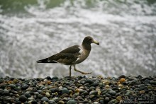 Покорение Америки. Часть 20. День 20+23: Военизированный рай (Lima, Peru)