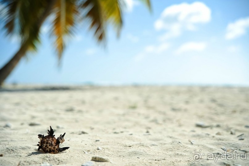 Доминикана Лера и Денис