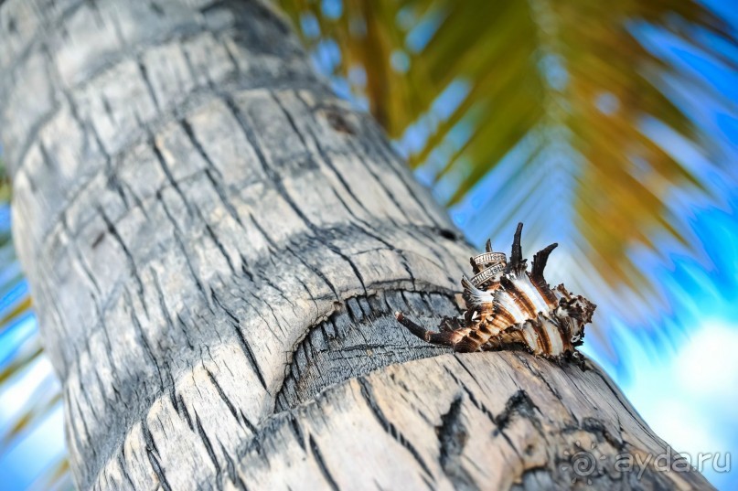 Доминикана Лера и Денис