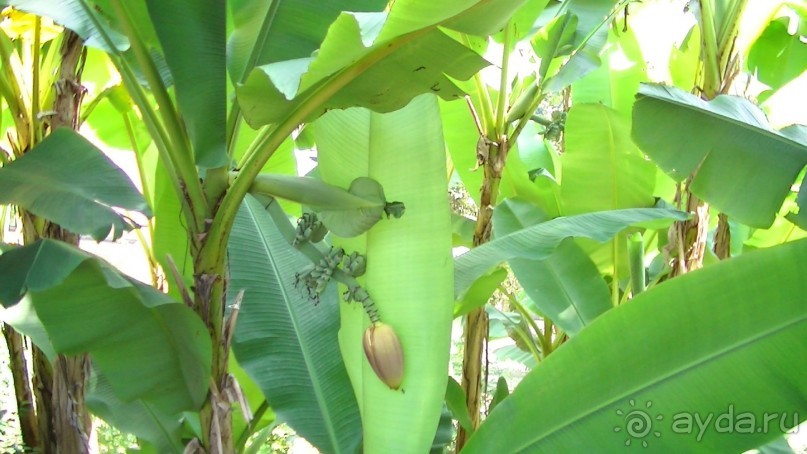 Абхазия- это правда Страна Души