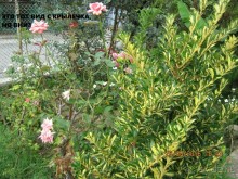 Ничего кроме Гагры!