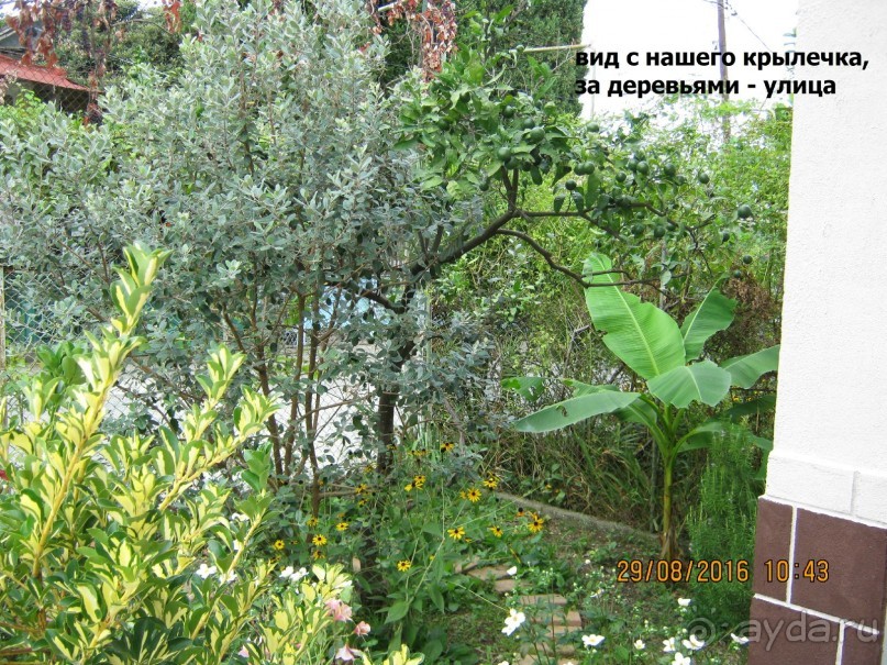 Ничего кроме Гагры!