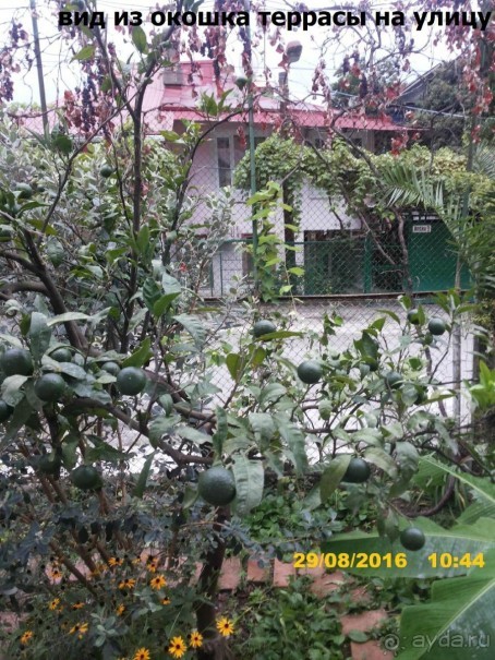 Ничего кроме Гагры!